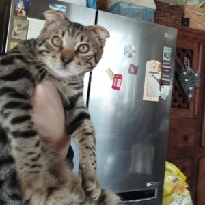 Skót lógófülű cicus - kép 4