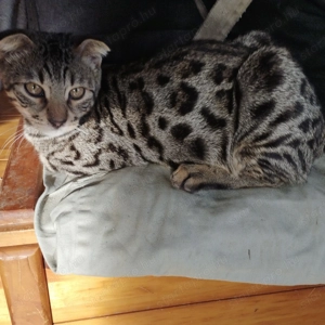 Skót lógófülű cicus