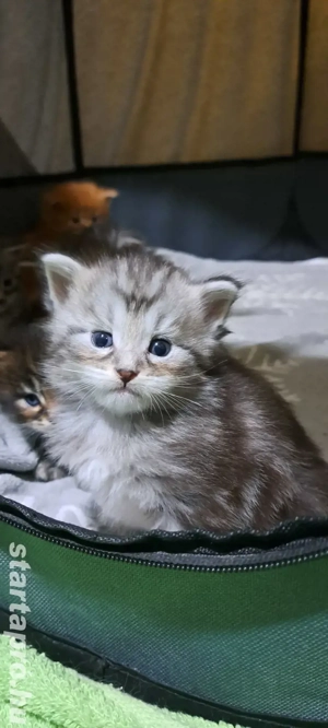 Maine coon kiscica - kép 3