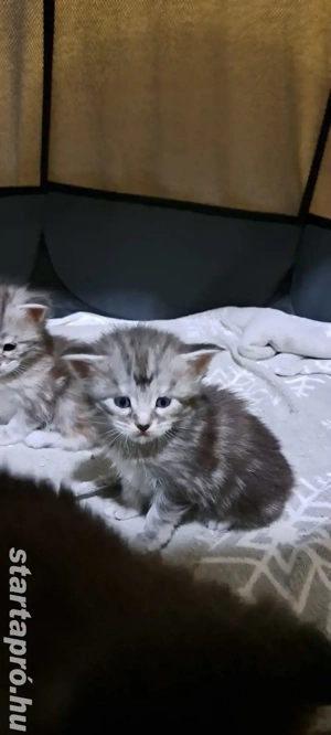 Maine coon kiscica - kép 2