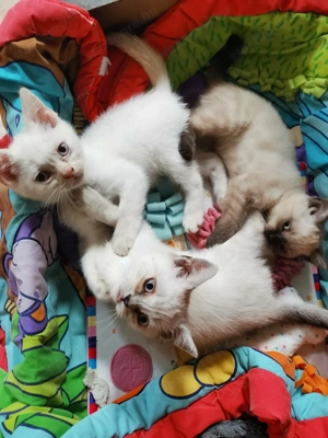 Brit kiscicák karácsonyra!  - kép 2