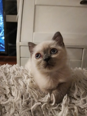 Brit kiscicák karácsonyra!  - kép 3