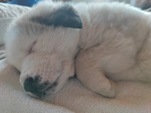 Közép-ázsiai juhászkutya kiskutya - kép 2