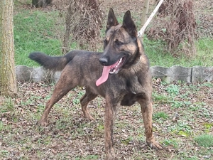 Holland juhasz - kép 5