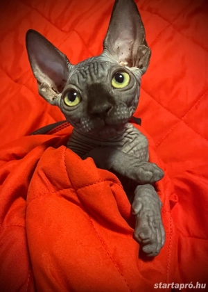 Kopasz (szfinx) cica eladó!  - kép 2