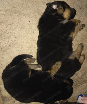 INGYEN EL VIHETŐ  Németjuhász kölykök gazdára várnak