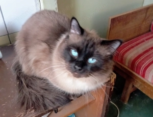 Eladó ragdoll fiú cica  - kép 4