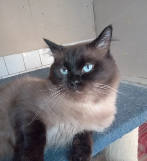 Eladó ragdoll fiú cica  - kép 5