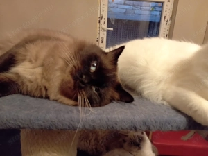 Eladó ragdoll fiú cica  - kép 6