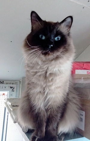 Eladó ragdoll fiú cica  - kép 7