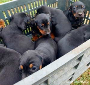 Tacskó kiskutyák  - kép 2