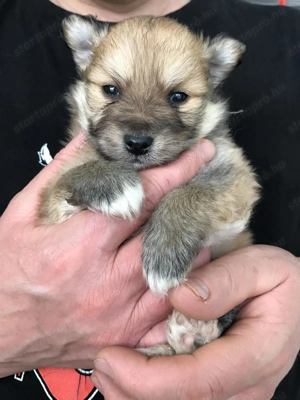 Eladók, foglalhatóak tündéri Spicc, Spitz fiú kutyusok!