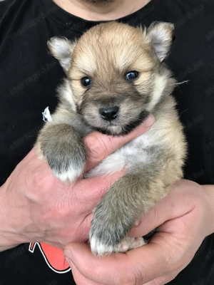 Eladók, foglalhatóak tündéri Spicc, Spitz fiú kutyusok! - kép 4