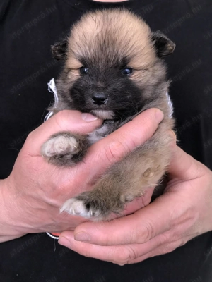 Eladók, foglalhatóak tündéri Spicc, Spitz fiú kutyusok! - kép 5