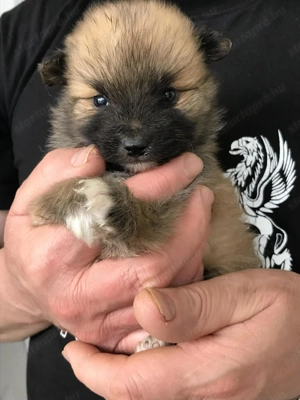 Eladók, foglalhatóak tündéri Spicc, Spitz fiú kutyusok! - kép 6