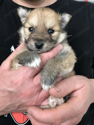 Eladók, foglalhatóak tündéri Spicc, Spitz fiú kutyusok! - kép 8