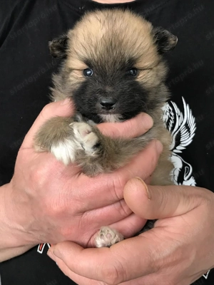 Eladók, foglalhatóak tündéri Spicc, Spitz fiú kutyusok! - kép 8