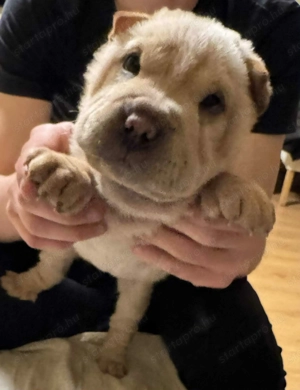 Shar pei baba