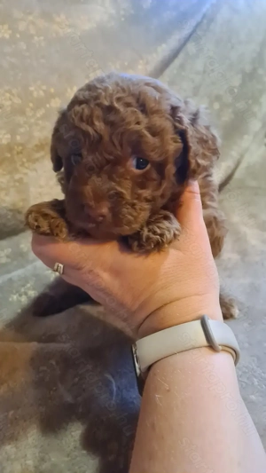 Törpe uszkár kiskutya - kép 4