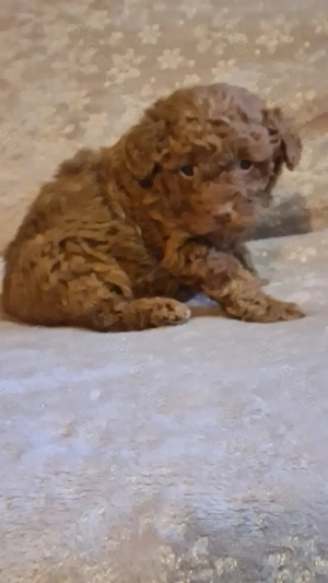 Törpe uszkár kiskutya - kép 2