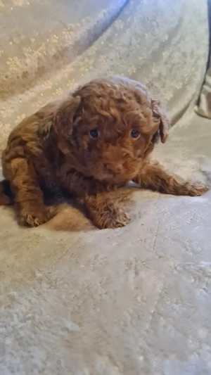 Törpe uszkár kiskutya - kép 3