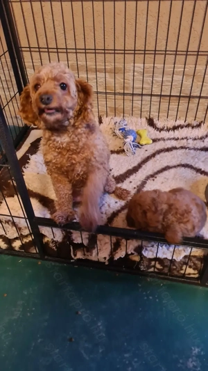 Törpe uszkár kiskutya - kép 5