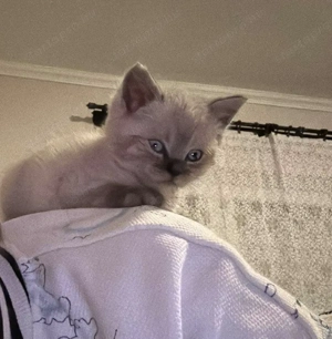 Brit fiúcska gazdit keres - kép 2