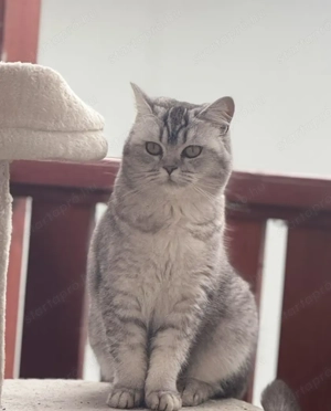 Brit fiúcska gazdit keres - kép 4