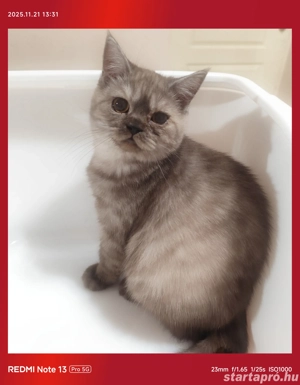 fekete  füst brit kandúr