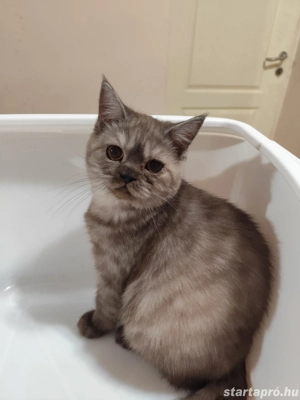 fekete  füst brit kandúr - kép 2