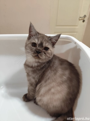 fekete  füst brit kandúr - kép 3