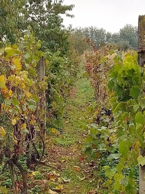 erkélyes, terasszal is rendelkező szoba-konyhás épület nagy pincével, kamrával. - kép 3