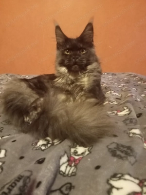 Maine coon cica- Hivatalos tenyészetből  - kép 2