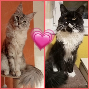 Maine coon cica- Hivatalos tenyészetből  - kép 3