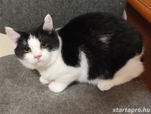 Félix fekete fehér brit