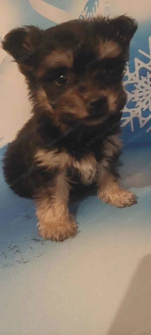 Bishon havanese kislány keresi új gazdiját 