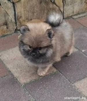 Pomerániai törpe Spicc Babák - kép 2