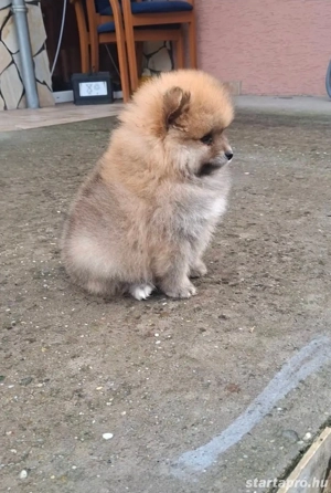 Pomerániai törpe Spicc Babák - kép 4