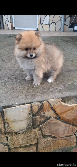 Pomerániai törpe Spicc Babák - kép 5