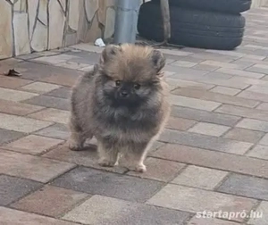 Pomerániai törpe Spicc Babák - kép 3