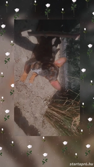 csivava pincser  - kép 2