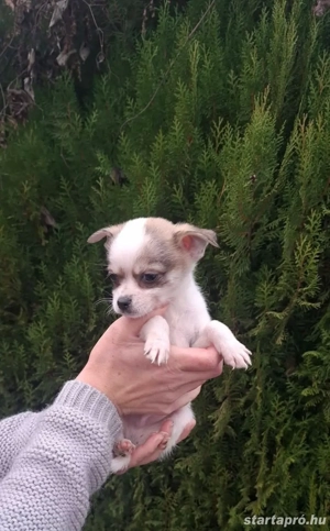 Csivava fiúk - kép 2