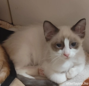 ragdoll kislány elvihető - kép 2