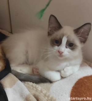 ragdoll kislány elvihető - kép 3