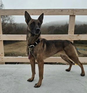 Belga juhász szuka gazdát keres - kép 2