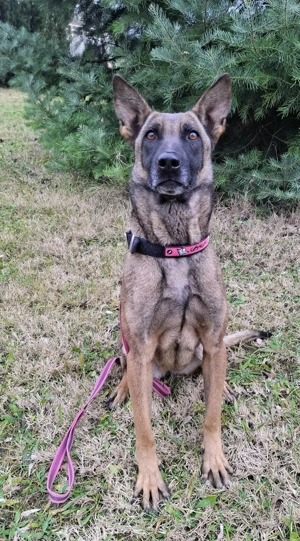 Belga juhász szuka gazdát keres - kép 3