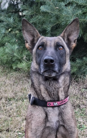 Belga juhász szuka gazdát keres