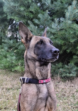 Belga juhász szuka gazdát keres - kép 4