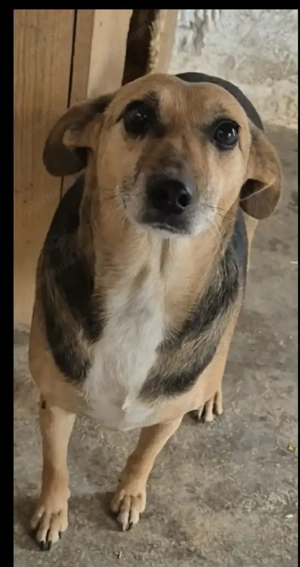 Gyepmesteri telep gazdakeresői