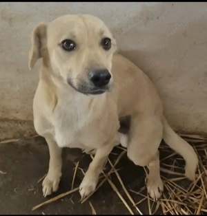 Gyepmesteri telep gazdakeresői - kép 3